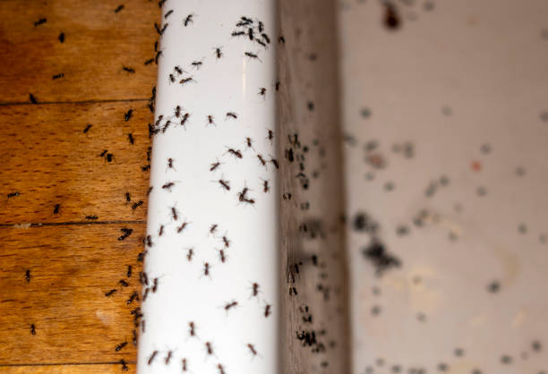 Best Best Pest Control Companies  in Buckeye Lake, OH