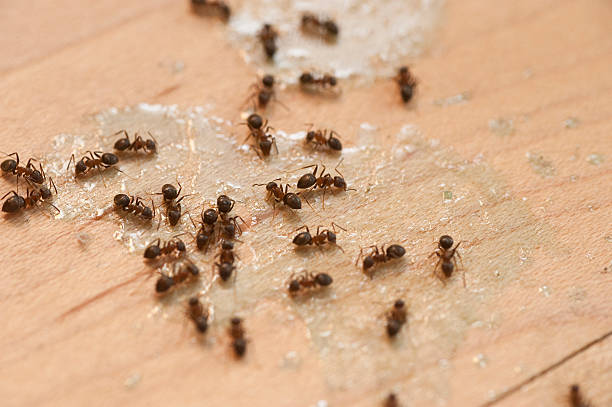Best Wasp Removal Services  in Buckeye Lake, OH