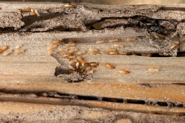 Best Wildlife Control Services  in Buckeye Lake, OH