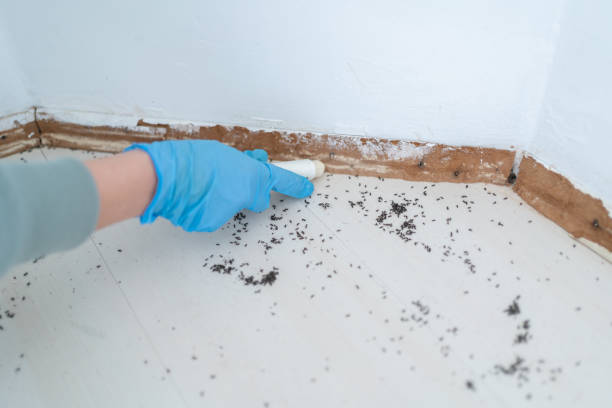 Best Pest Control for Businesses  in Buckeye Lake, OH